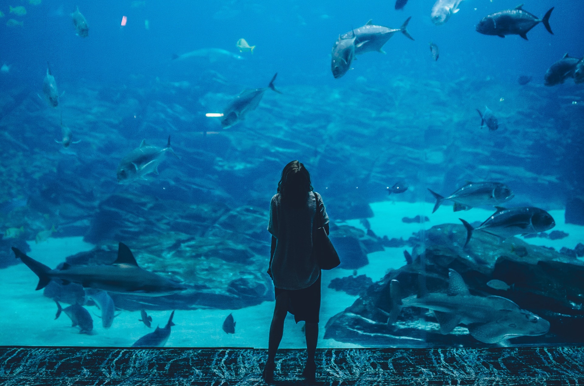Girl looking at aquatic animals in an aquarium