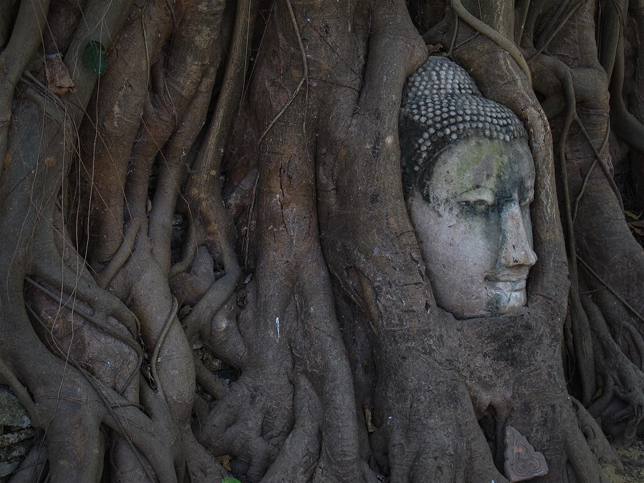 Buddha structure in a tree