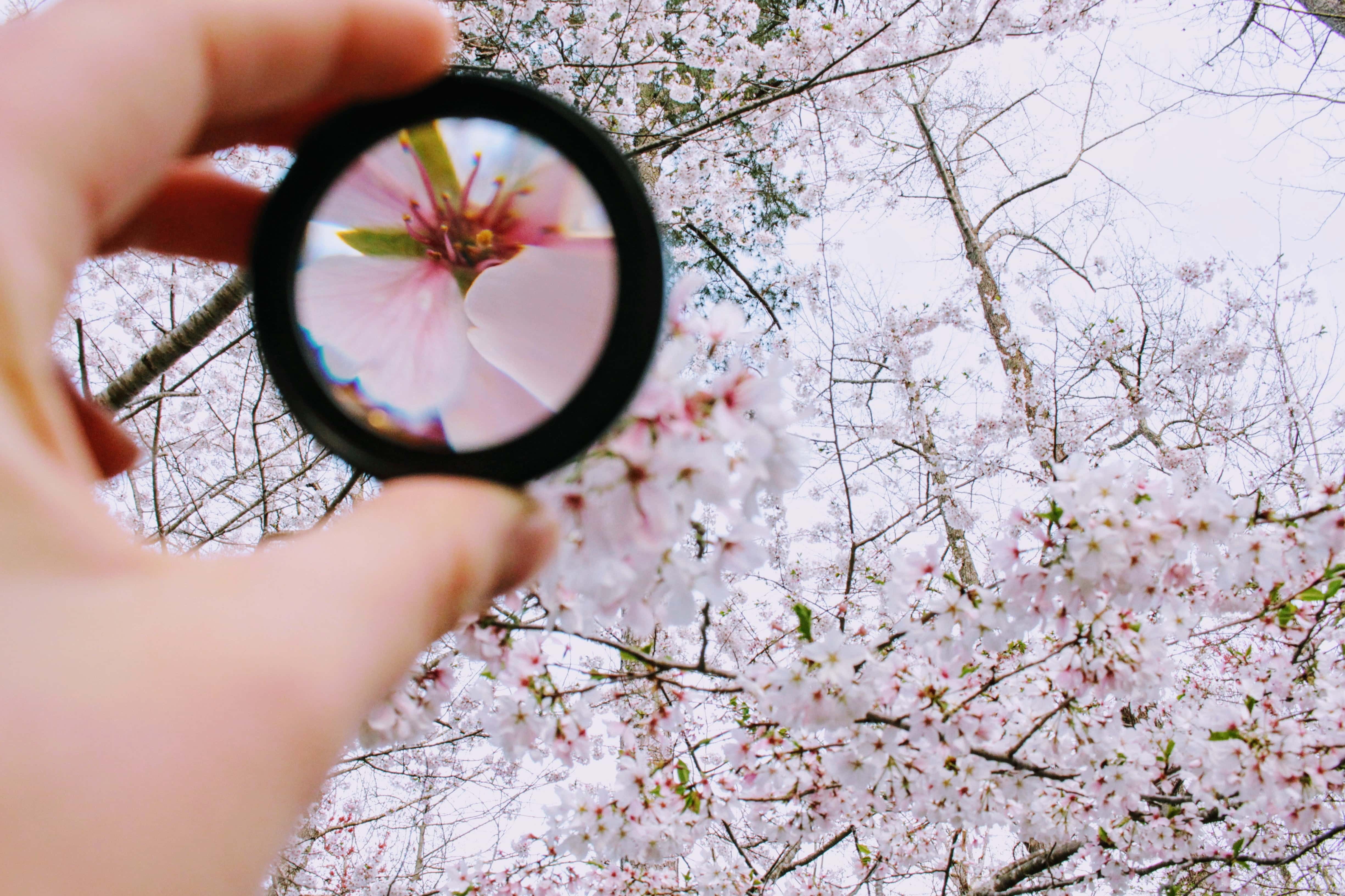 Person holding a macro camera lens near a pink flower