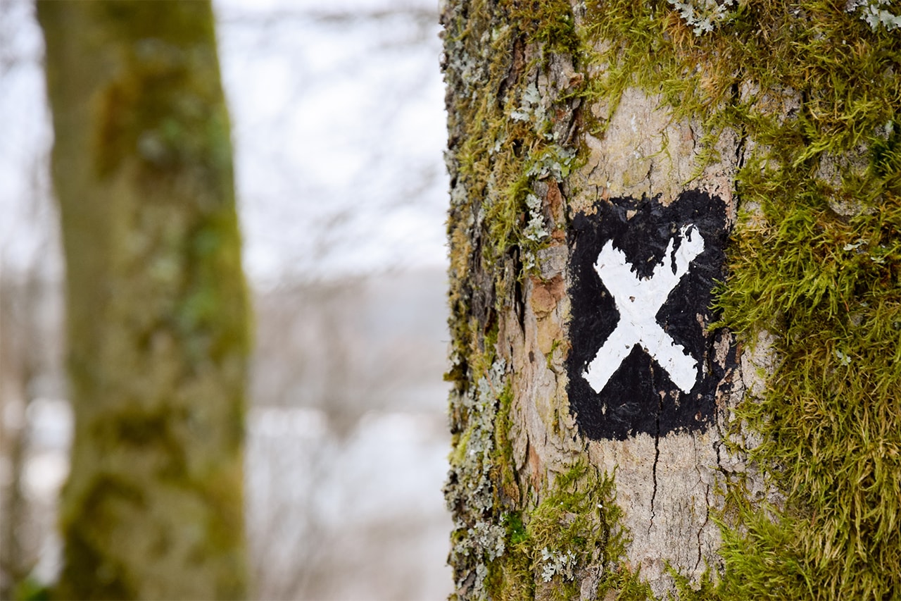 Cross sign on a tree