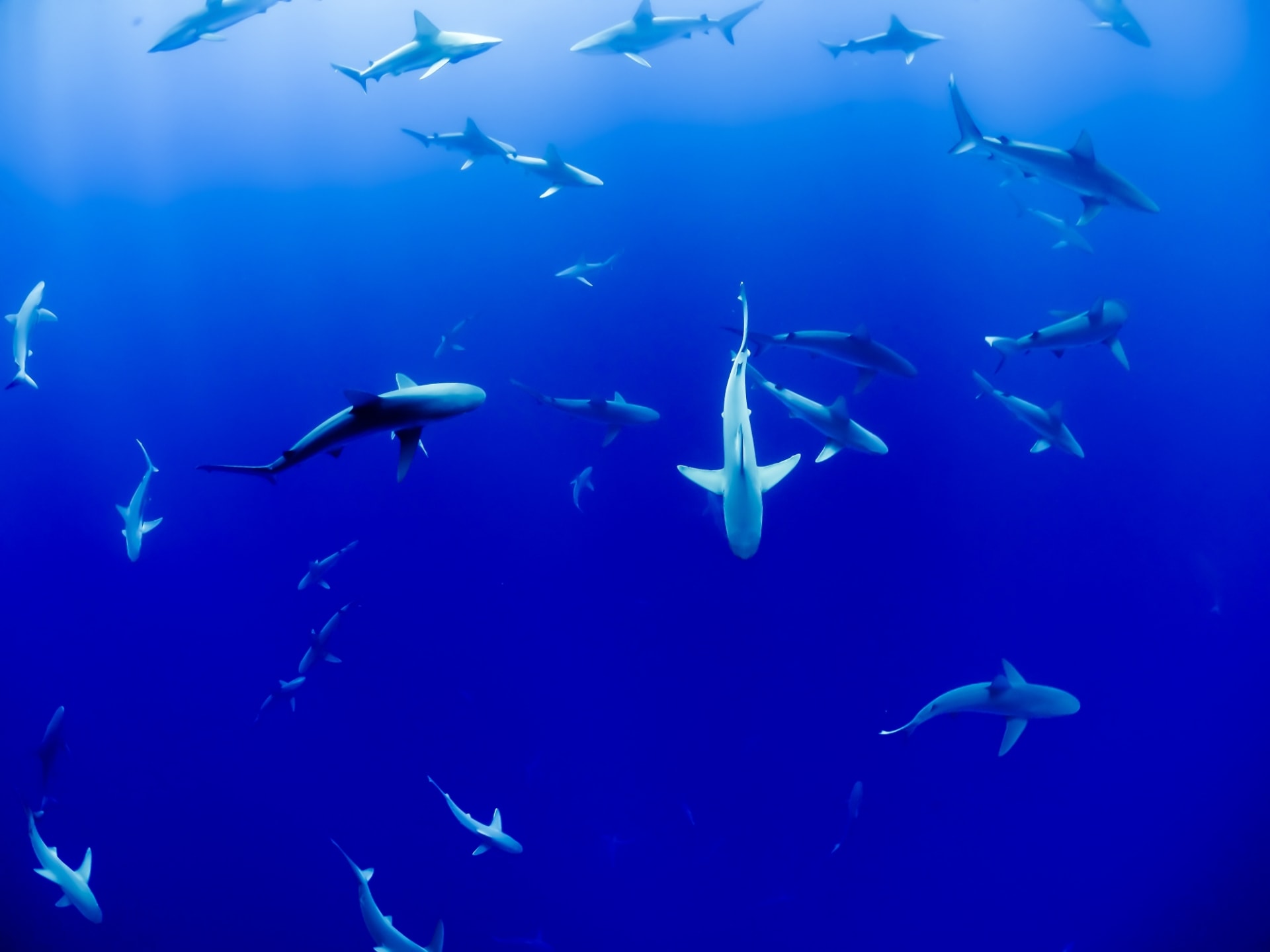 Underwater life showing sharks