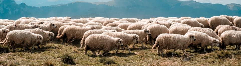 A herd of sheep on a field