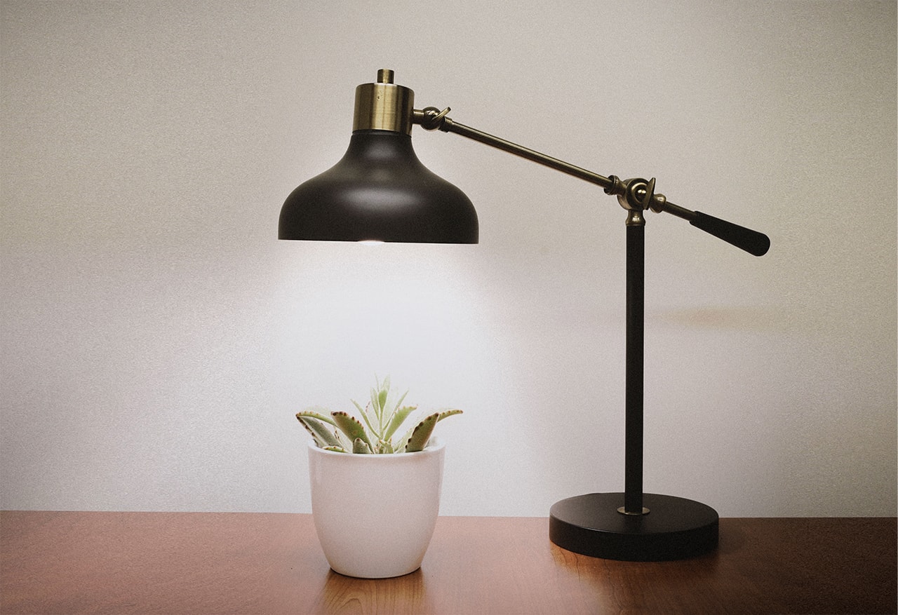 Desk lap throwing light at a plant on a table top